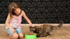 Jaké jídlo pro kočky je lepší: správné příděly